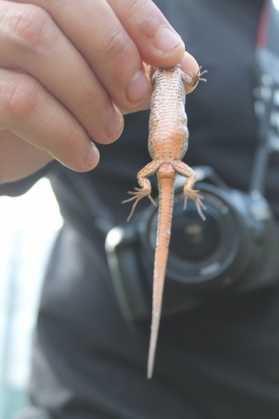 Pregnant Podarcis muralis